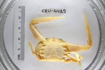 Media type: image;   Invertebrate Zoology CRU-4489 Description: Preserved specimen.;